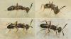 Eupelmus sp.